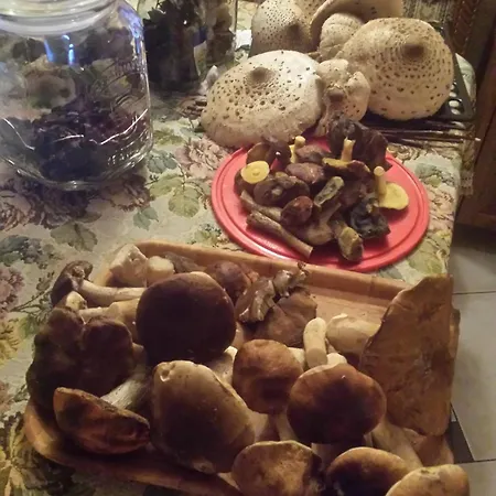Caly Dom Na Wylacznosc - Ostoja Lesna Cisza Farm stay *
