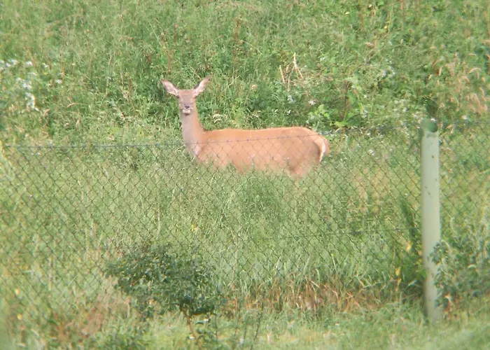 Caly Dom Na Wylacznosc - Ostoja Lesna Cisza Farm stay *