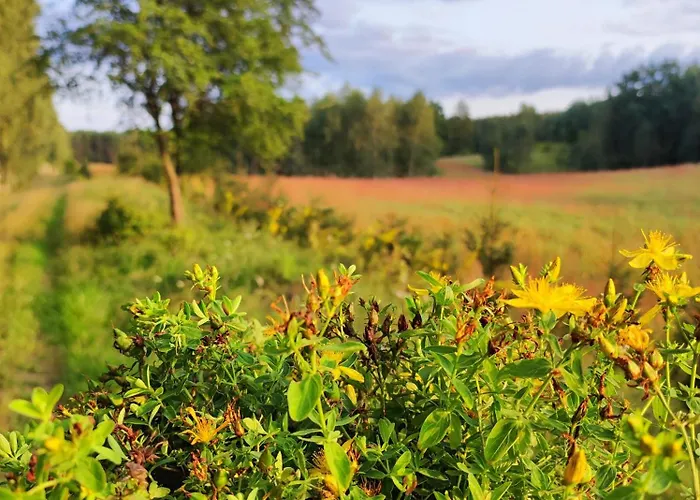 Caly Dom Na Wylacznosc - Ostoja Lesna Cisza Farm stay Kalborno