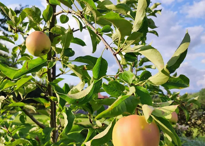 Caly Dom Na Wylacznosc - Ostoja Lesna Cisza * Kalborno